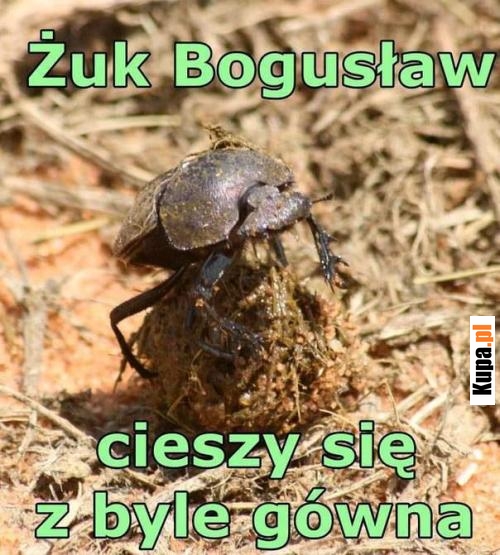 Żuk Bogusław...