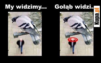 Gołąb widzi