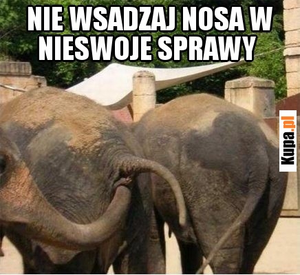 Nie wsadzaj nosa w nieswoje sprawy Nie wsadzaj nosa w nieswoje sprawy