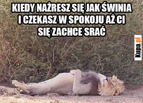 Kiedy nażresz się jak świnia... Kiedy nażresz się jak świnia...