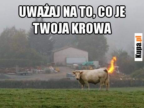 Uważaj na to, co je Twoja krowa