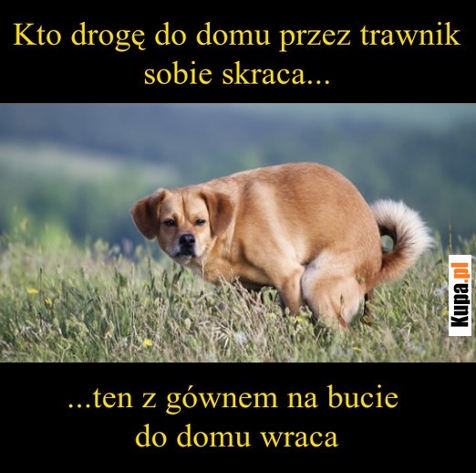 Kto drogę do domu przez trawnik sobie skraca...