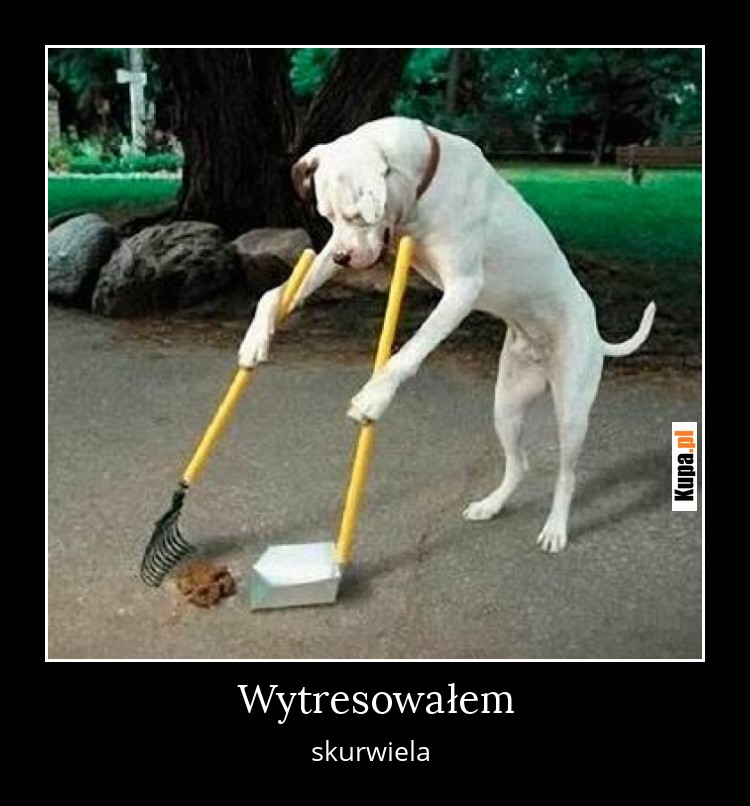 Wytresowałem