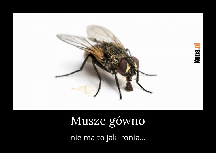 Musze gówno - nie ma to jak ironia...