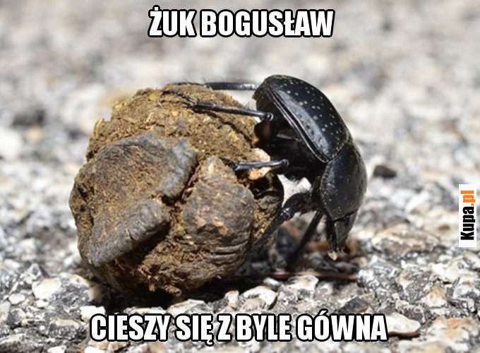 Żuk Bogusław cieszy się z byle gówna