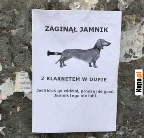 Zaginął jamnik