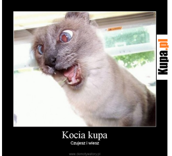 kocia kupa