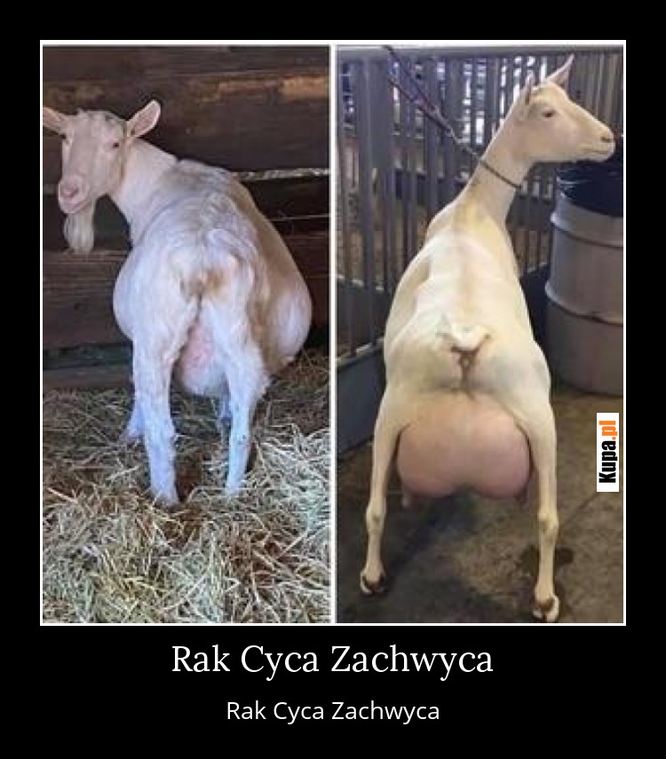 Rak Cyca Zachwyca