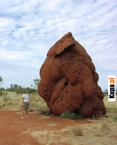 Skamieniała kupa Mastodonta