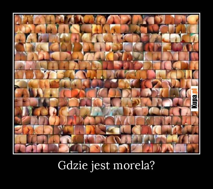 Gdzie jest morela?