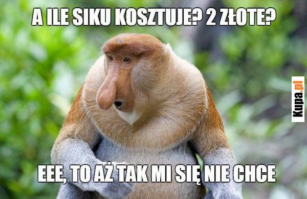 A ile siku kosztuje?